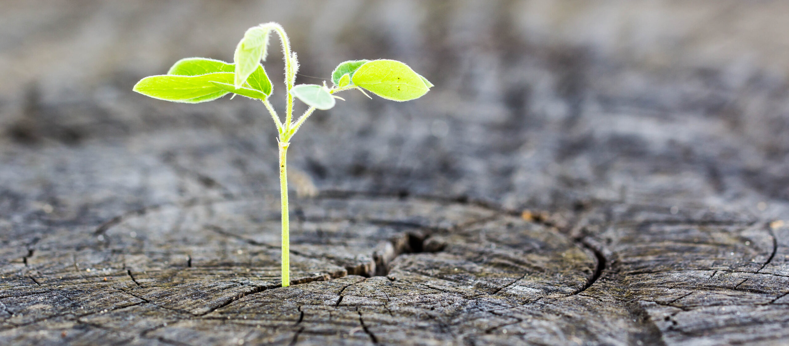 A Sign of Hope | Rev. Rose Andrews